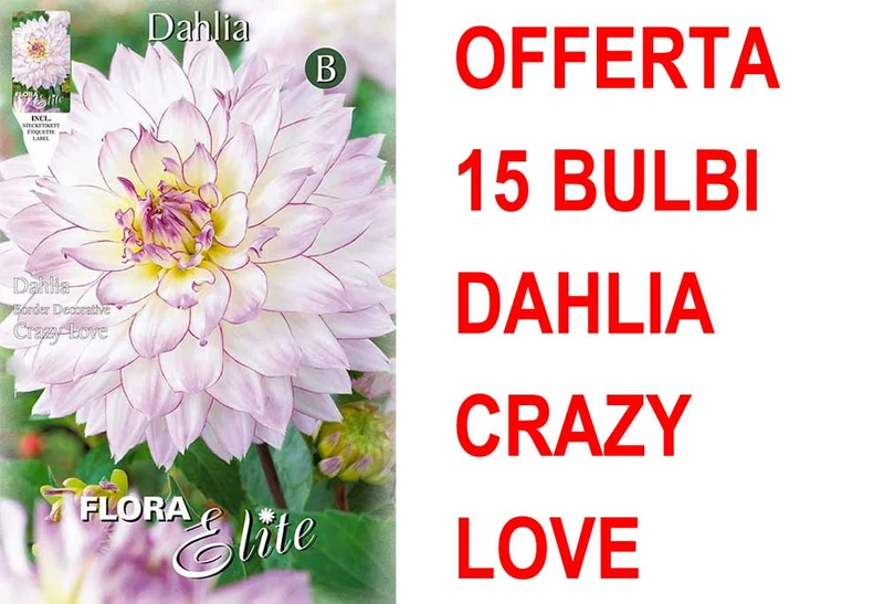 OFFERTA 15 BULBI DAHLIA DA BORDURA CRAZY LOVE