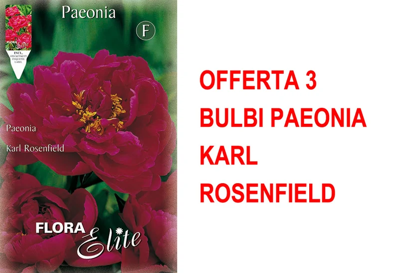 OFFERTA 3 BULBI PAEONIA KARL ROSENFIELD