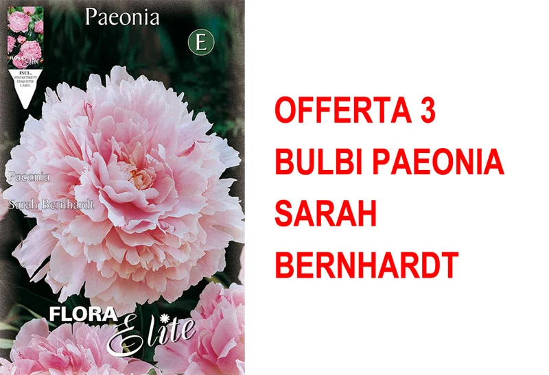 OFFERTA 3 BULBI PAEONIA SARAH BERNHARDT
