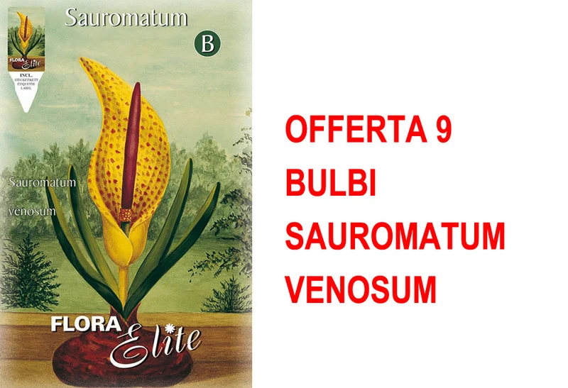 OFFERTA 9 BULBI SAUROMATUM VENOSUM