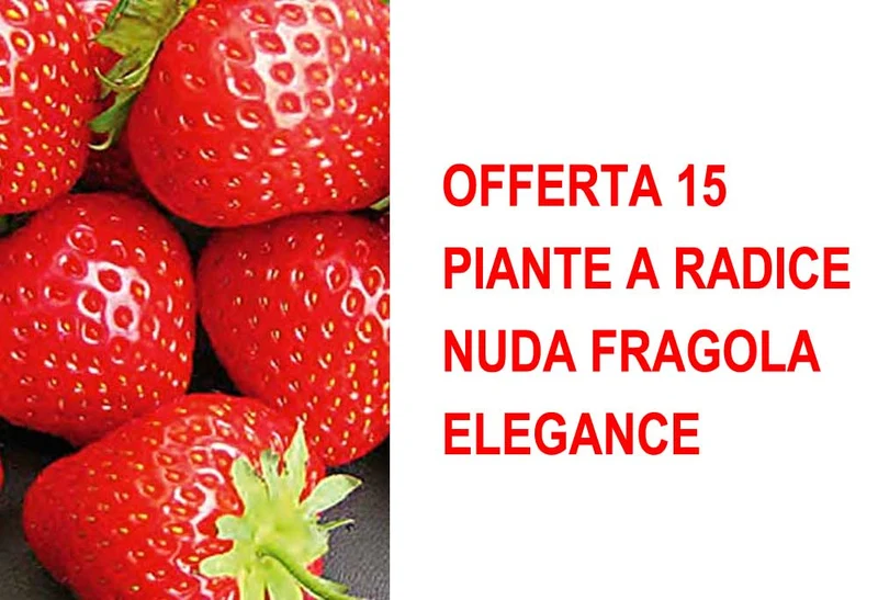 OFFERTA 15 PIANTE A RADICE NUDA FRAGOLA ELEGANCE