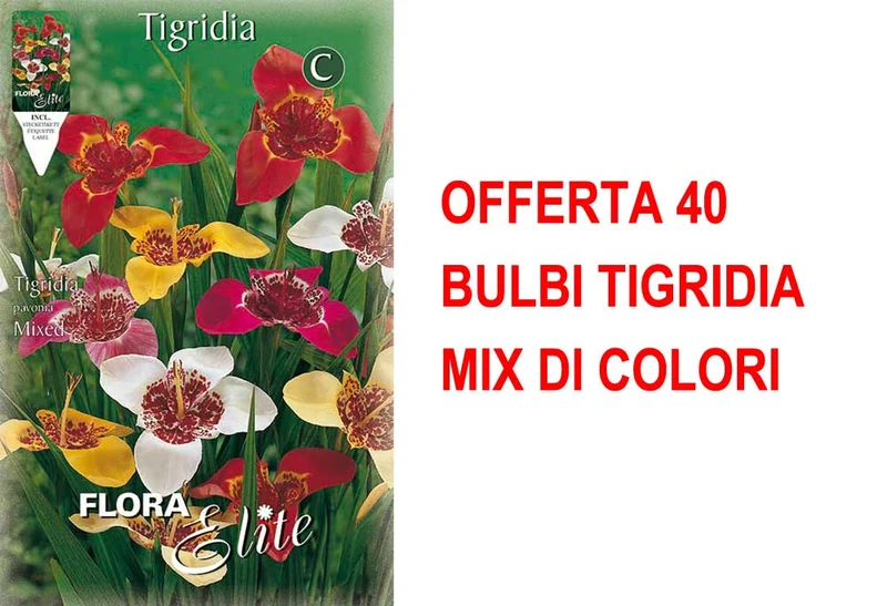 OFFERTA 40 BULBI TIGRIDIA MIX DI COLORI