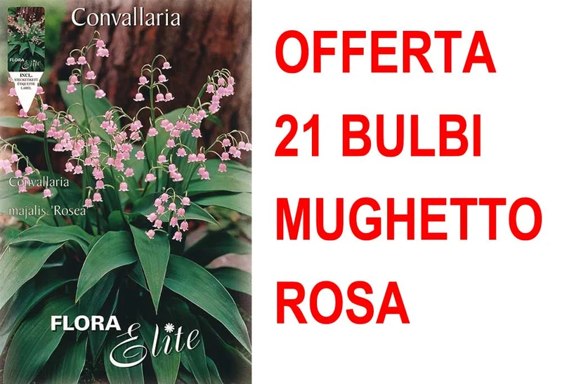 OFFERTA 21 BULBI MUGHETTO ROSA CONVALLARIA MAJALIS ROSEA