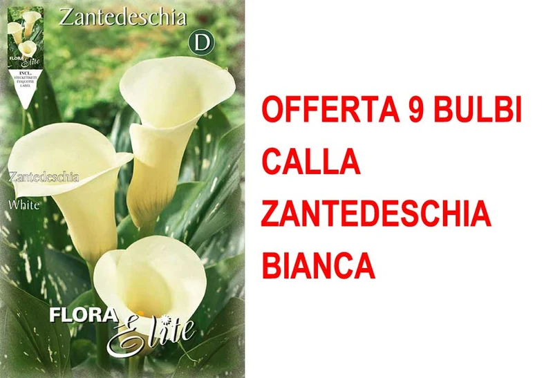 OFFERTA 9 BULBI CALLA ZANTEDESCHIA BIANCA