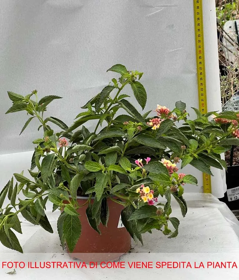 LANTANA COMPACTA ROSA VASO 15CM