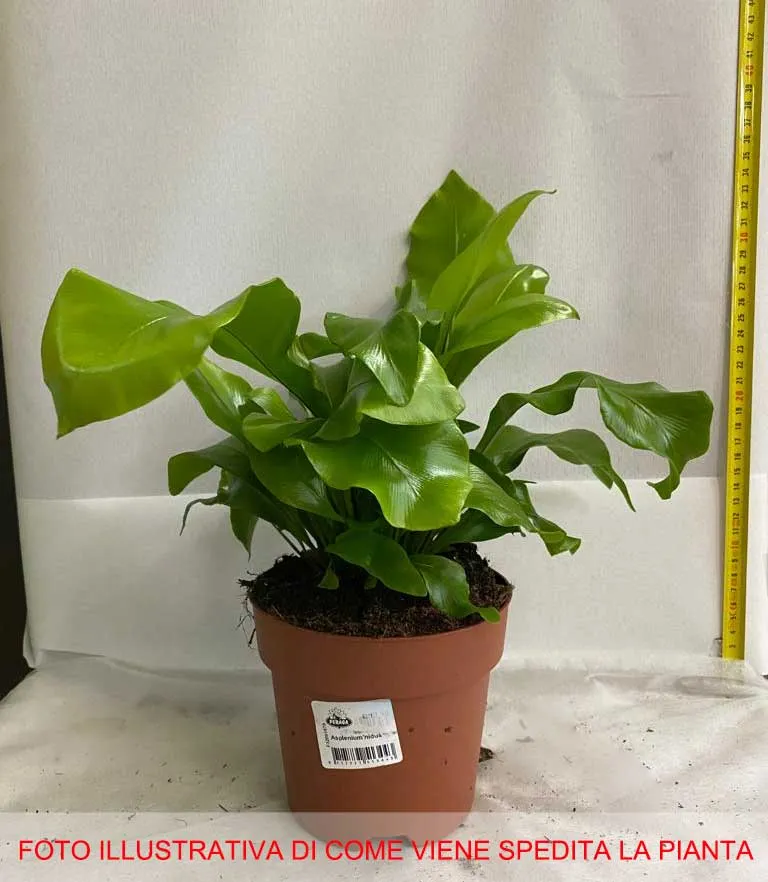 ASPLENIUM NIDUS VASO 14CM