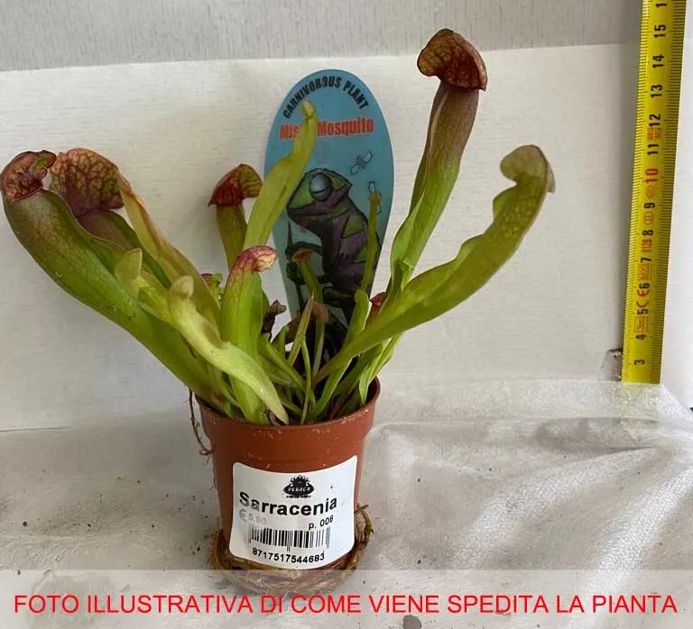 SARRACENIA VASO 6CM
