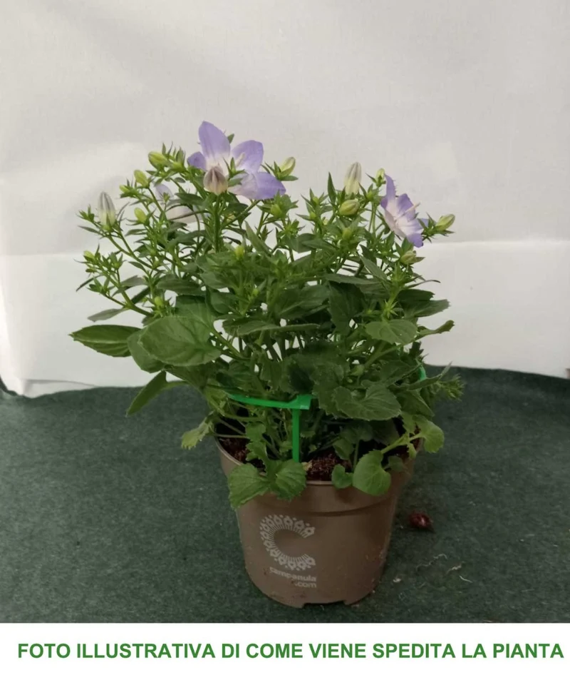 CAMPANULA ISOPHYLLA BIANCA O BLU COLORE ASSORTITO VASO 10CM