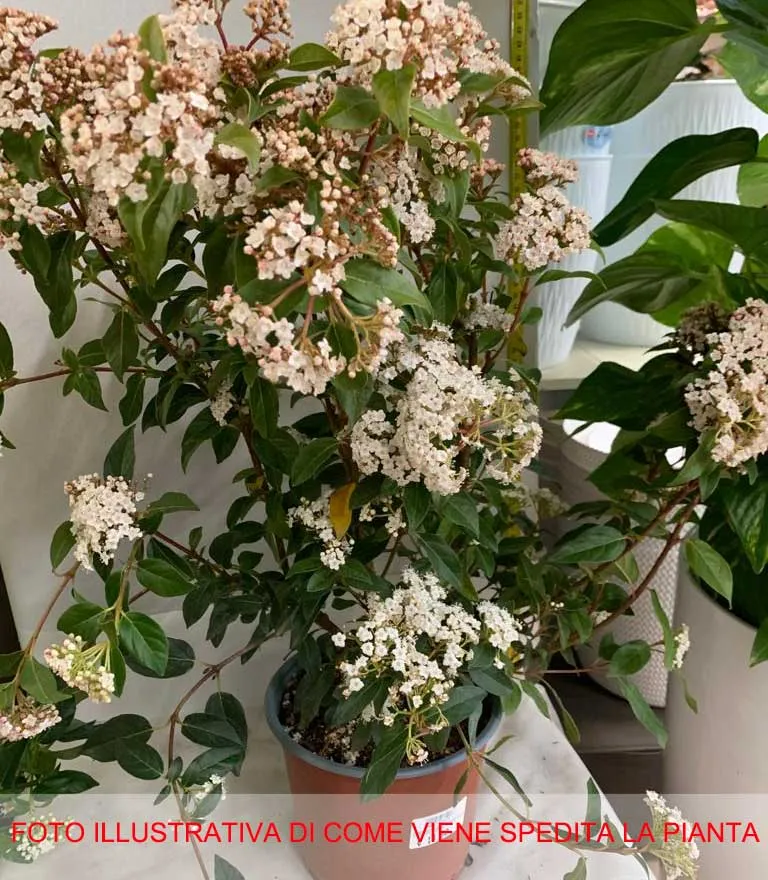 VIBURNO TINUS VASO 19CM