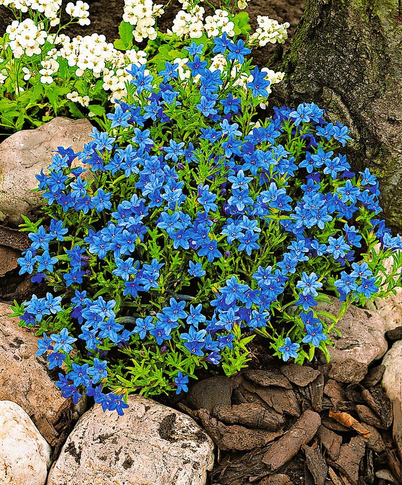 LITHODORA VASO 14CM