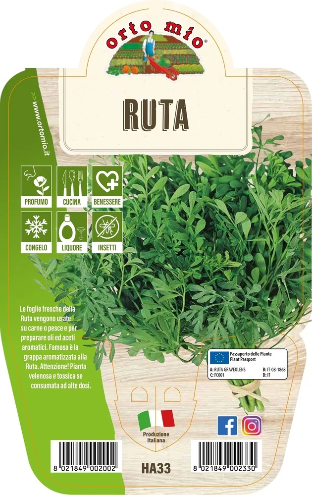 RUTA IN VASO 14CM