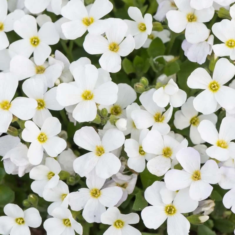AUBRETIA GRACILIS KITTE BIANCA IN VASO 12CM