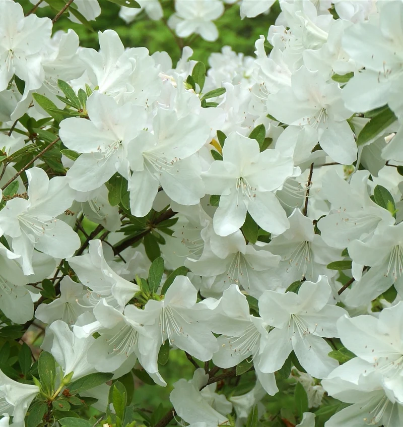 AZALEA JAPONICA DOROTHY BIANCA VASO 23CM
