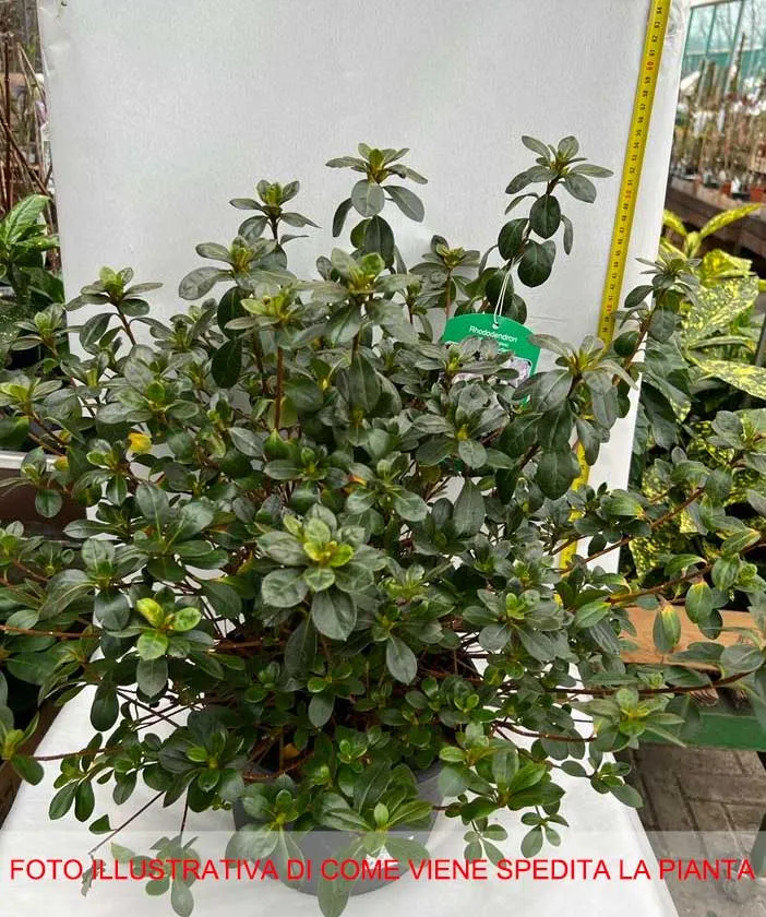 AZALEA JAPONICA DOROTHY BIANCA VASO 23CM