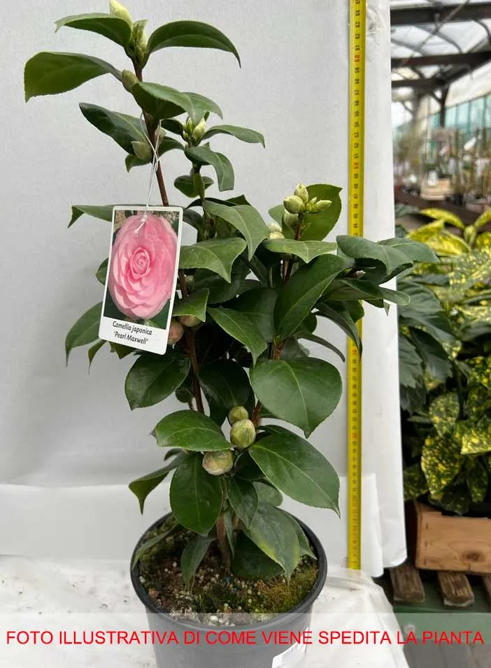 CAMELIA JAPONICA PEARL MAXWELL VASO 19CM