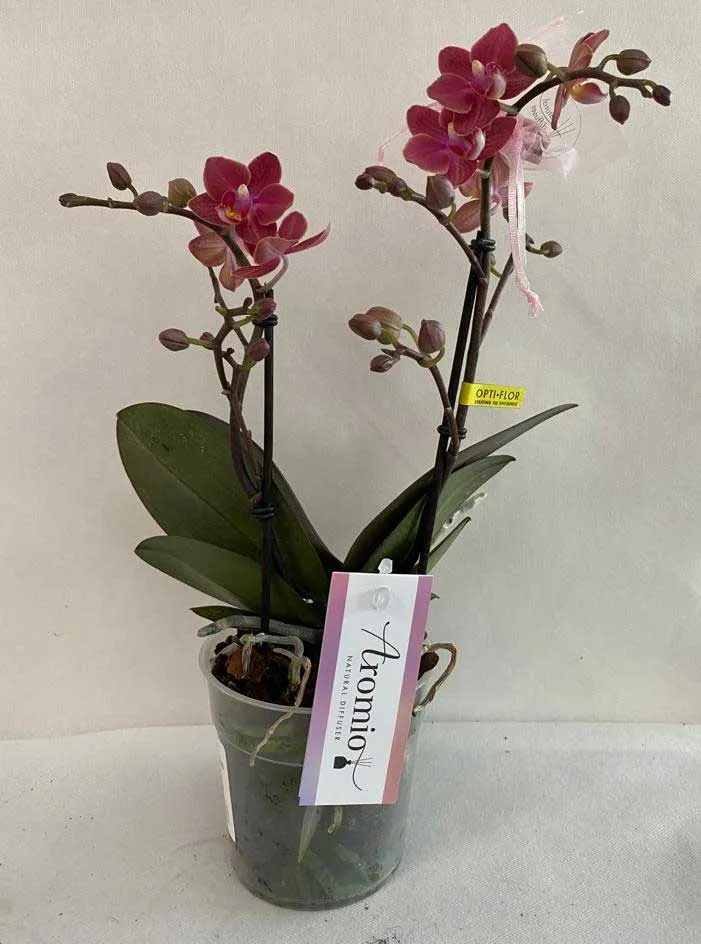 ORCHIDEA PHALAENOPSIS AROMIA DIFFUSIOM PROFUMATISSIMA ROSA SCURO VASO 12CM