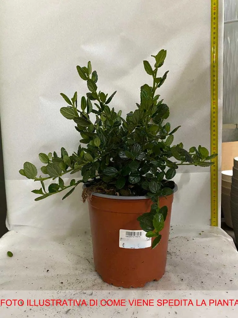 CEANOTHUS YANKEE POINT VASO 16CM