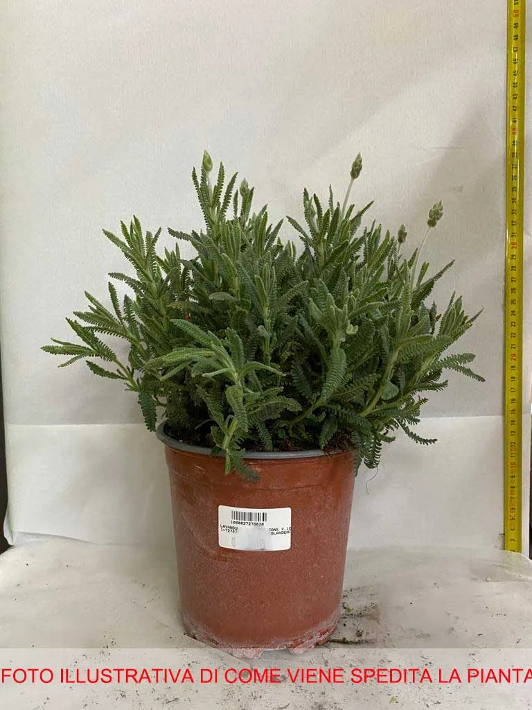 LAVANDULA DENTATA CANDICANS VASO 16CM