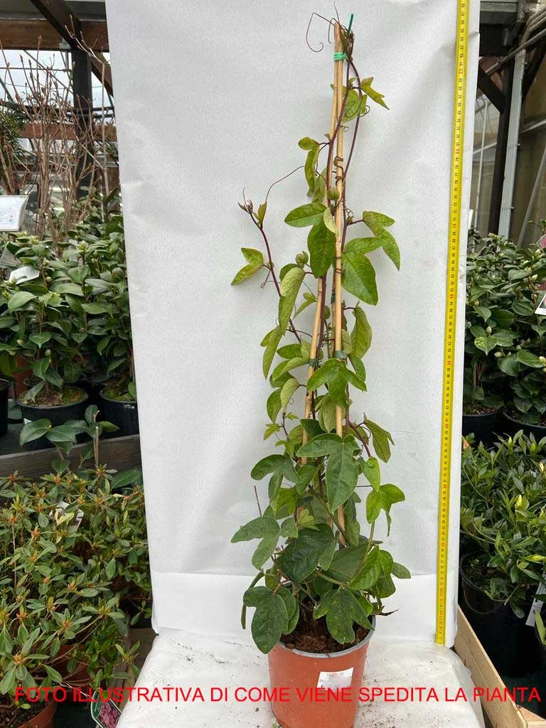 PASSIFLORA IMPERATRICE EUGENIE IN VASO 16CM