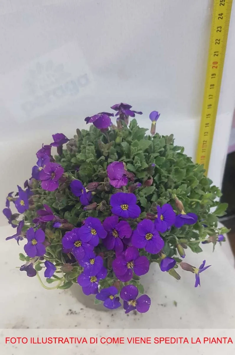 AUBRETIA IN VASO 14CM