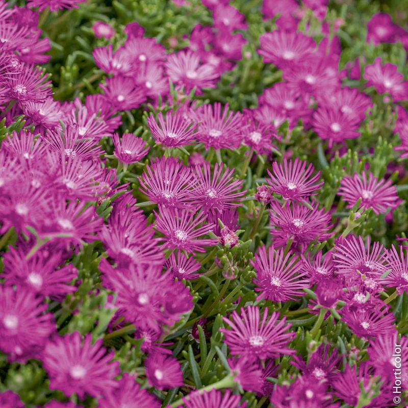 DELOSPERMA VASO 14CM COLORE ASSORTITO
