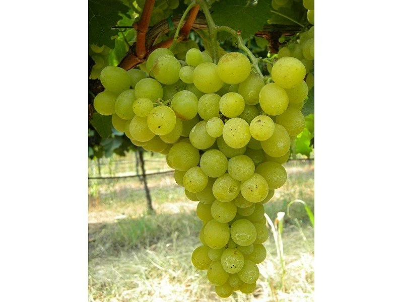 UVA REGINA DEI VIGNETI VASO 2 LT