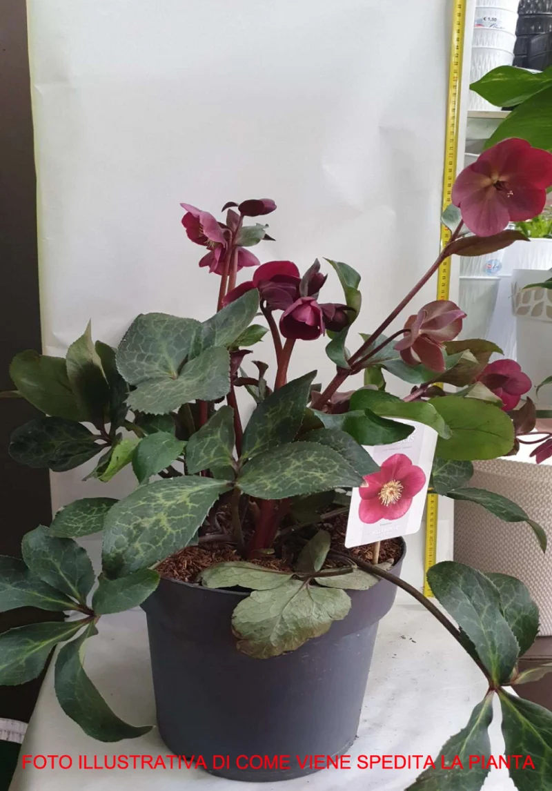 HELLEBORUS FR. K. ANNA'S RED 27CM