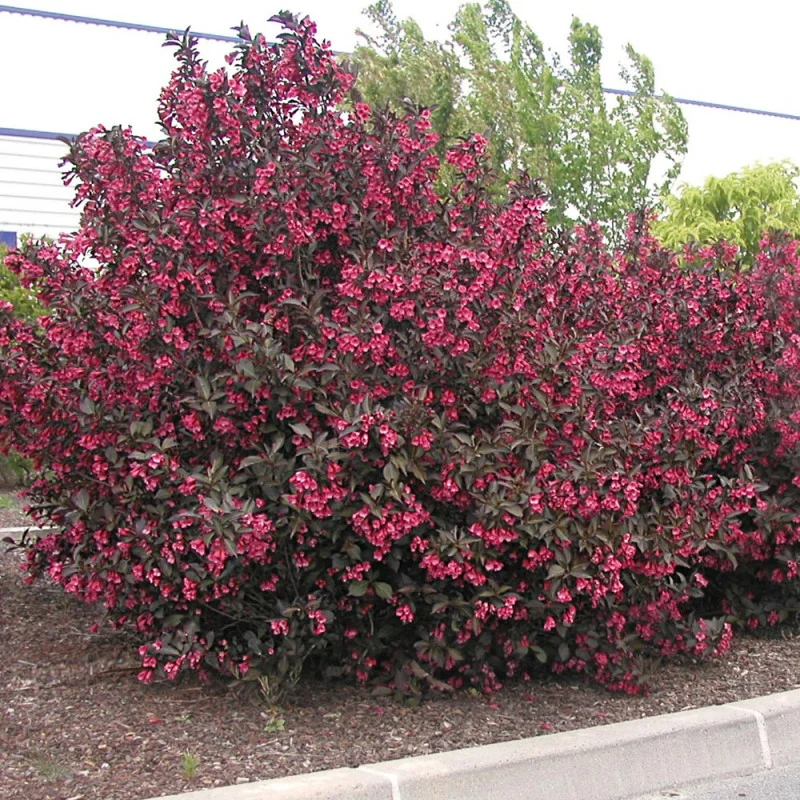 WEIGELA ALEXANDRA VASO 23CM
