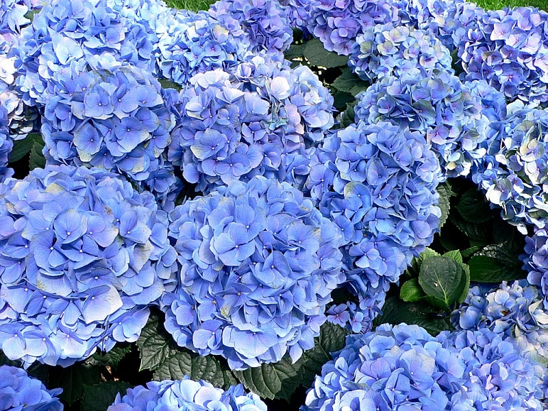 HYDRANGEA MACROPHYLLA ORTENSIA NANA LITTLE XS BLU VASO 17CM
