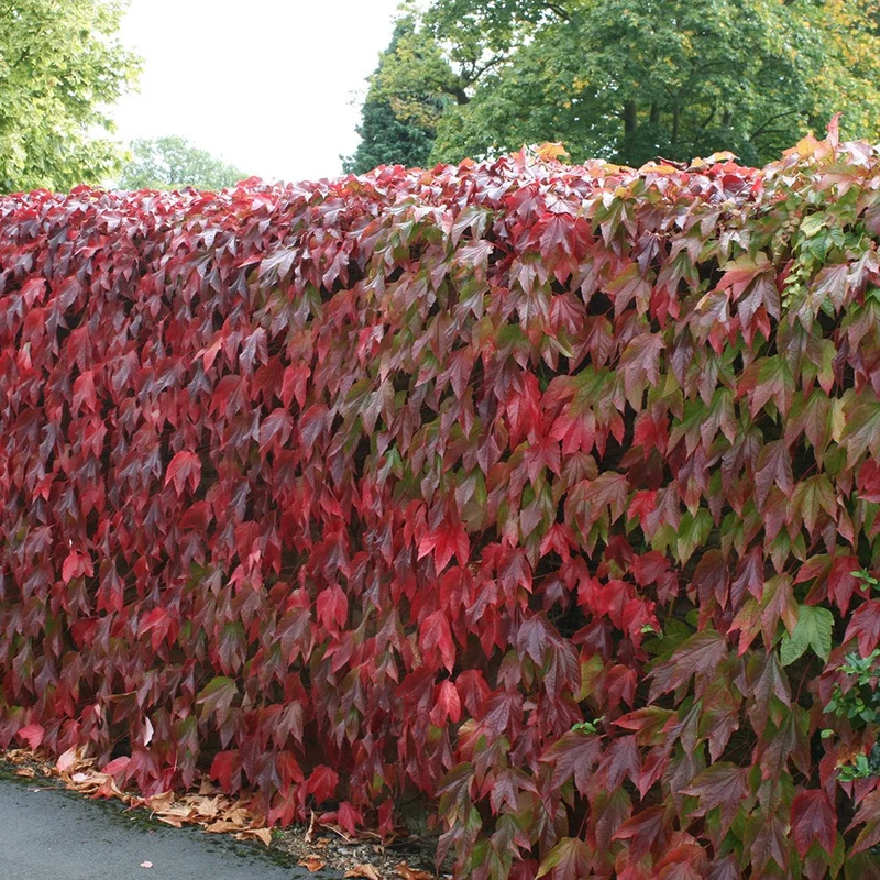 PARTHENOCISSUS TRICUSPIDATA VEITCHII VASO 15CM