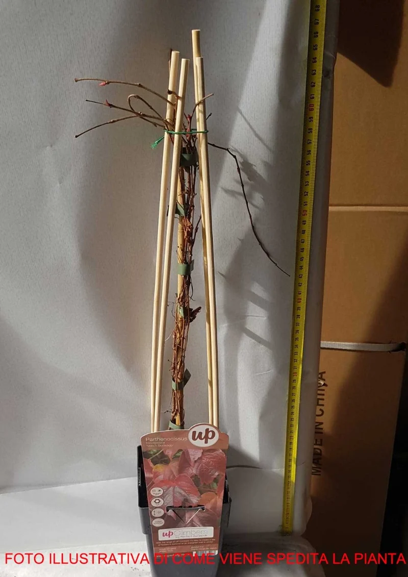 PARTHENOCISSUS TRICUSPIDATA VEITCHII VASO 15CM