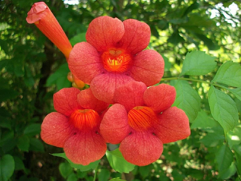 BIGNONIA CAMPSIS RADICANS VASO 15CM