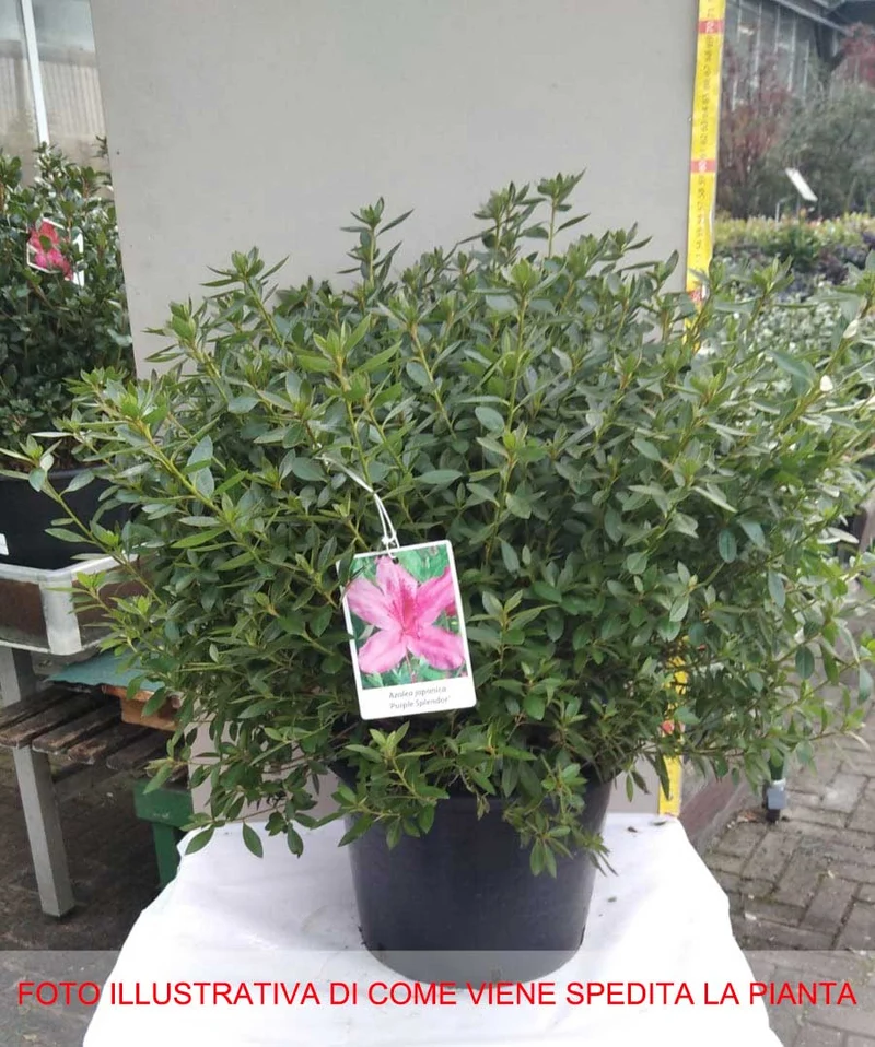 AZALEA JAPONICA PURPLE SPLENDOR VASO 24CM