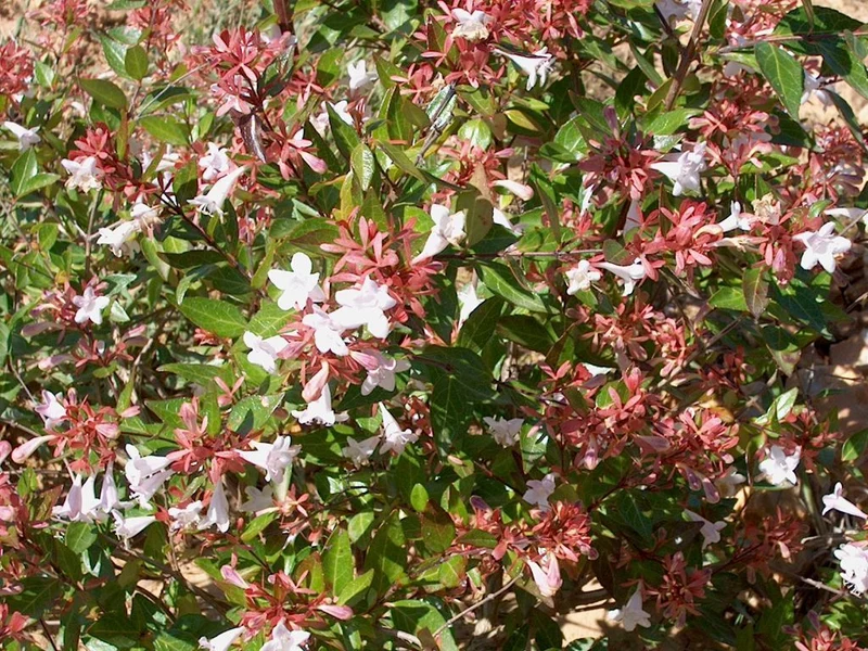 ABELIA GRANDIFLORA VASO 24CM