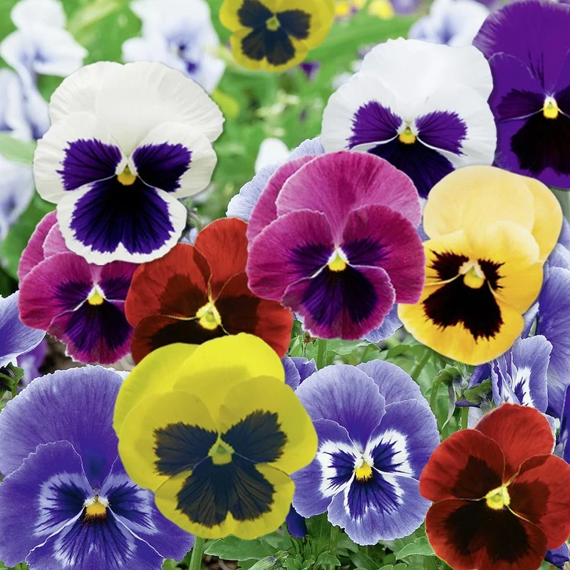 VIOLA CORNUTA COLORI ASSORTITI IN BASKET 23CM