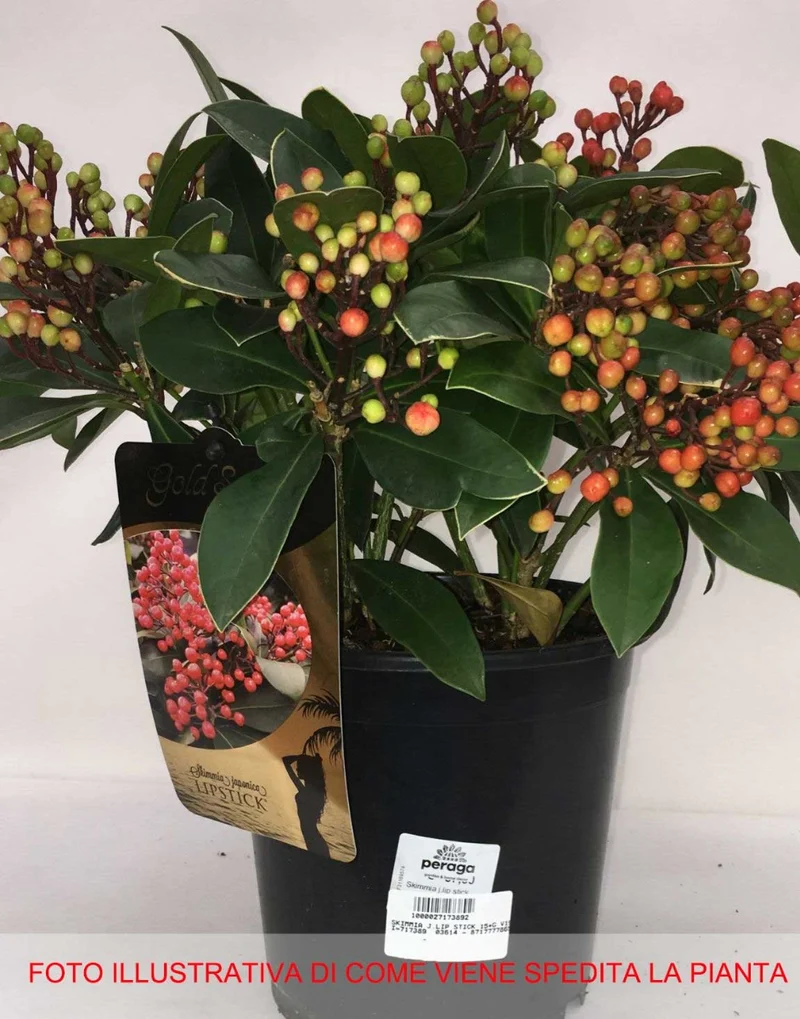 SKIMMIA JAPONICA LIPSTICK VASO 19CM
