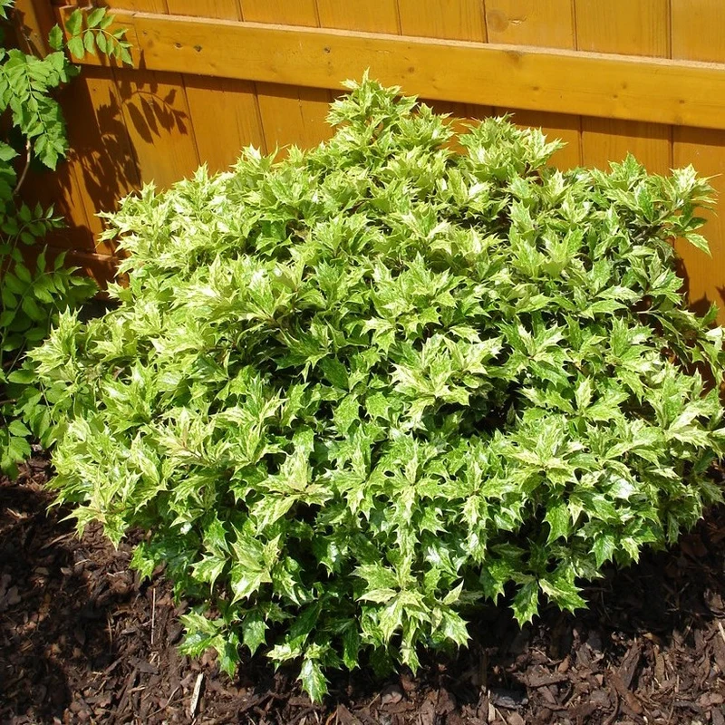 OSMANTHUS TRICOLOR IN VASO 21CM