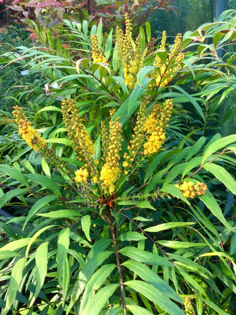 MAHONIA CONFUSA VASO 19CM