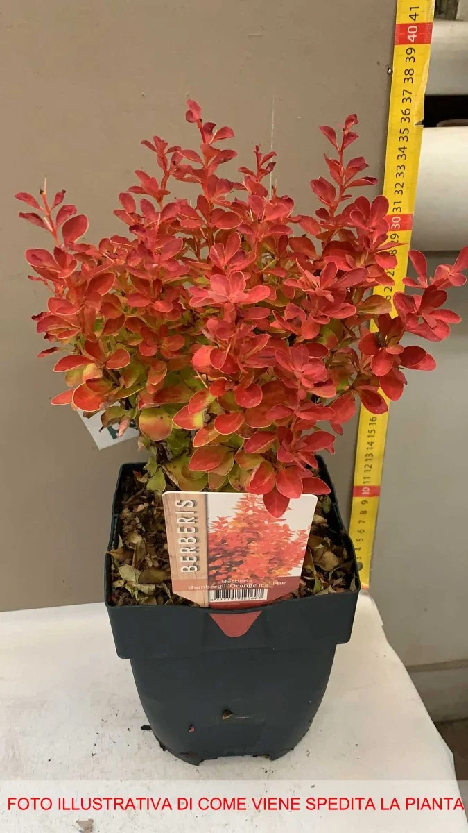 BERBERIS THUNBERGII ORANGE ICE VASO 17CM