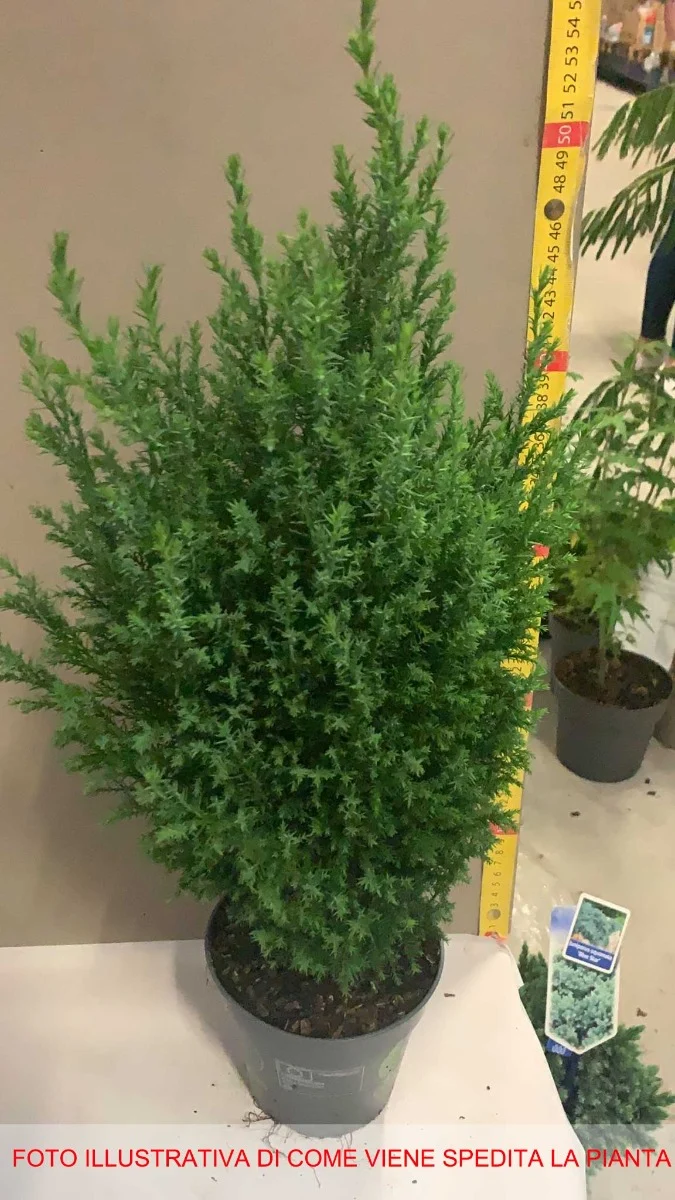 CHAMAECYPARIS LAWSONIANA ELLWOODII VASO 13CM