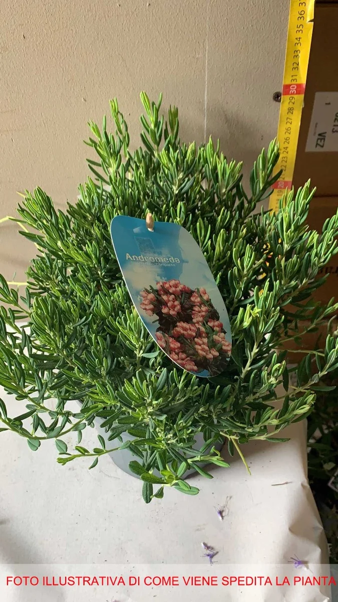 ANDROMEDA POLIFOLIA COMPACTA IN VASO 19CM