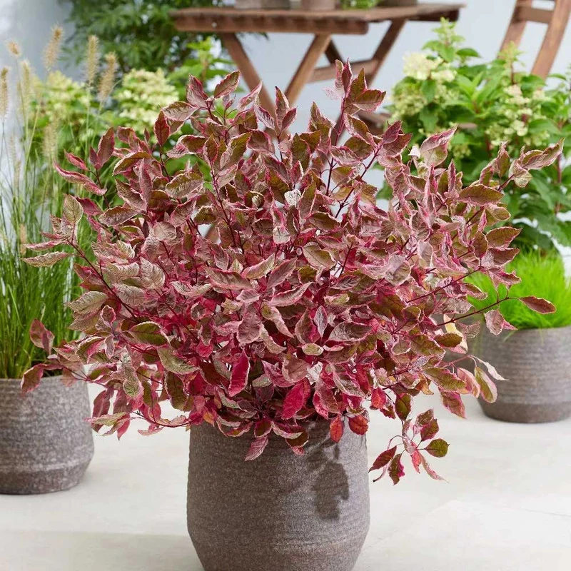 CORNUS ALBA MIRACLE IN VASO 19CM