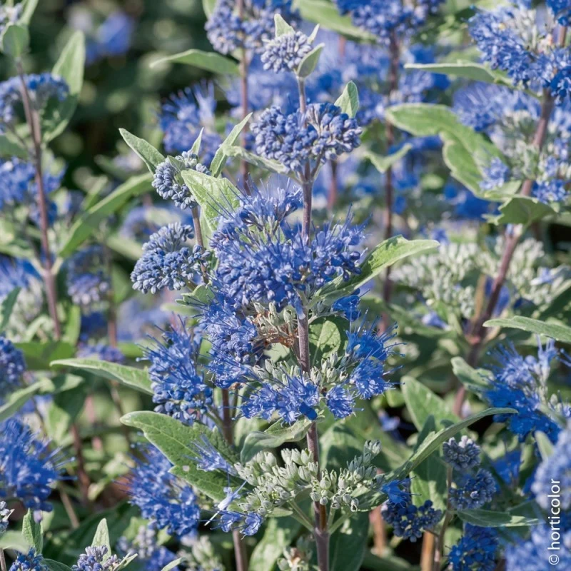 CARYOPTERIS HEAVENLY BLUE VASO 19CM