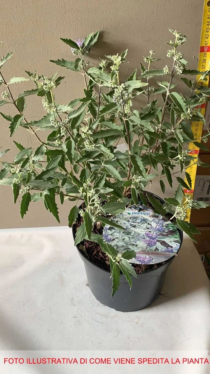 CARYOPTERIS STERLING SILVER VASO 19CM