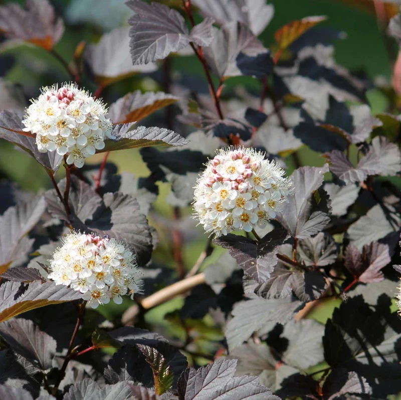 PHYSOCARPUS OPULIFOLIUS ANDRE VASO 17CM