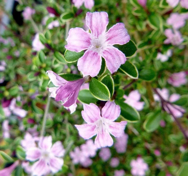 SERISSA JAPONICA 'PINK MYSTIC IN VASO 17CM