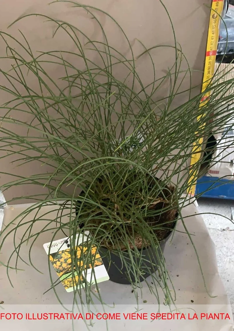 GINESTRA DELLA SIRIA GENISTA LYDIA IN VASO 19CM