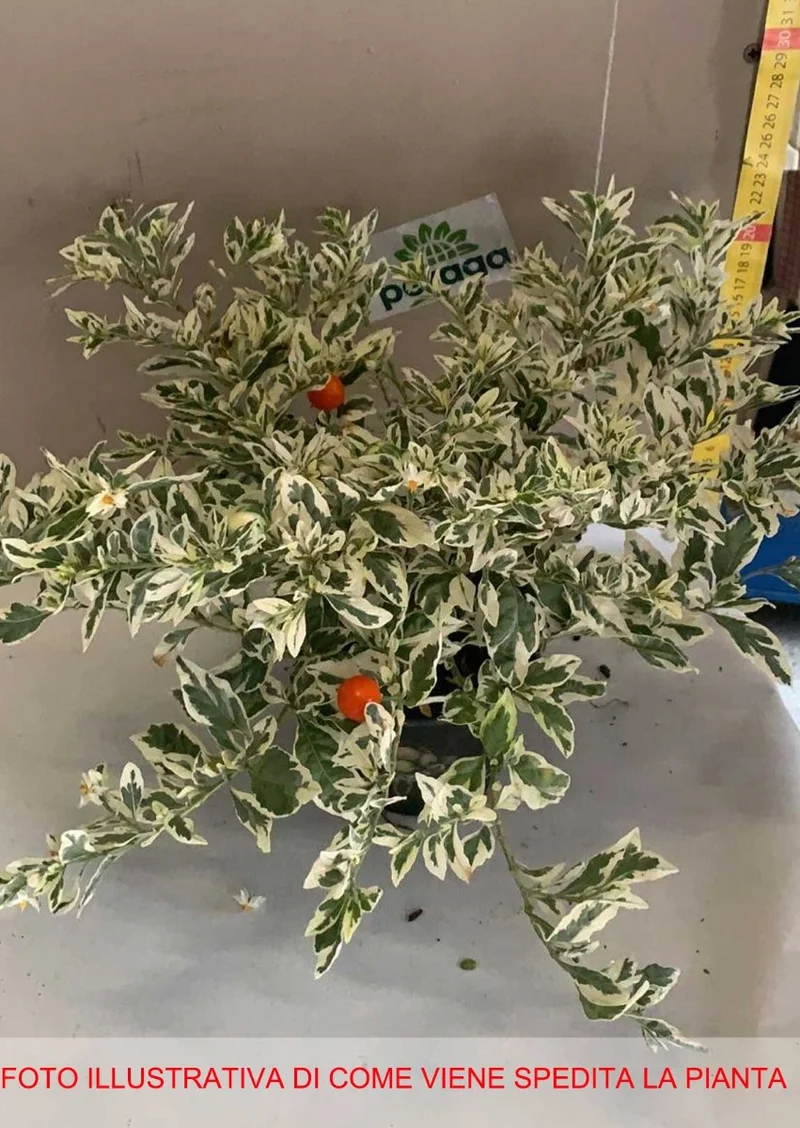 SOLANUM PSEUDOCAPSICUM IVEMA CILIEGIA DI GERUSALEMME VASO 12CM