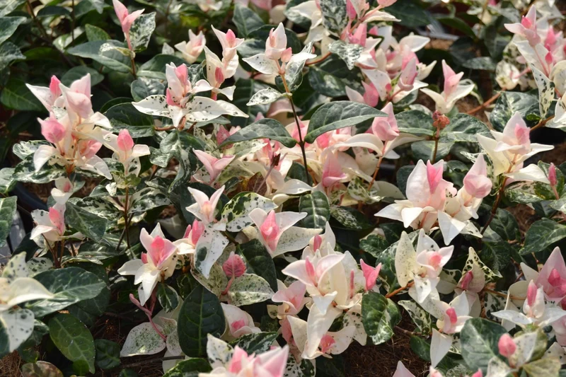 TRACHELOSPERMUM TRICOLOR VASO 9CM