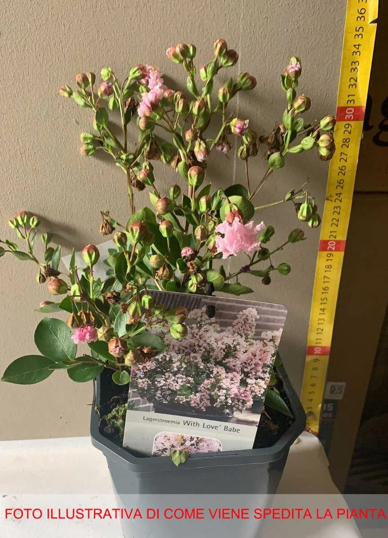 LAGERSTROEMIA INDICA WITH LOVE BABE VASO 17CM